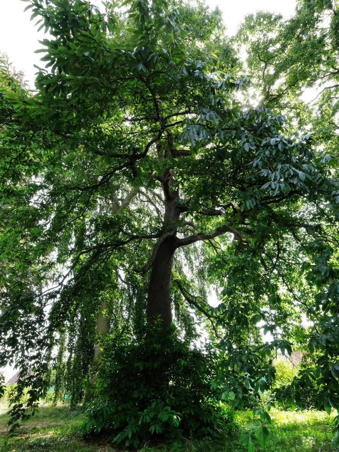 Mille Et Une Feuilles Saint-Martin-Lez-Tatinghem Exterior foto